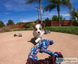 Mini Aussi