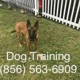 Solving big or small canine issues