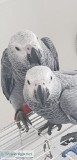 Gorgeous Tame African Grey Babies
