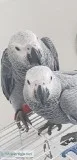 Gorgeous Tame African Grey Babies