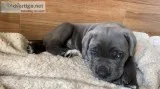 I have a Female blue cane corso Pup