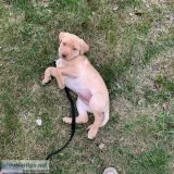 UTD on shots Labrador Retriever female