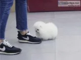 Teddy Bear Pom