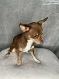 7 months old female chihuahua for rehoming