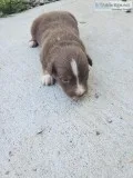 Australian Shepherd Red Tri Male