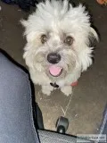 Friendly Dog Needs Loving Home