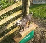 Rabbits and goats