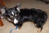 6 months old toy Aussie puppy for adoption