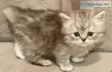 Himalayan Mix Kittens