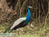 Explore The Jungle Safari Bandipur with MC Resorts