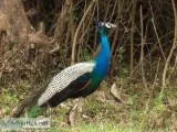 Explore The Jungle Safari Bandipur with MC Resorts