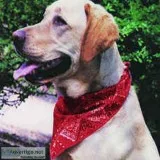 Buy DOG COOLING PRODUCTS from Axizz llc at very Cheap Price