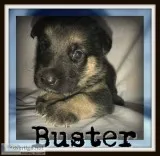 Buster Male AKC German Shepherd