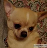 Chihuahua Boy