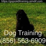Dog training basic programs