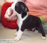 Boston terrier puppies for sale