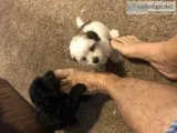 Two male pomapoo 7 weeks old