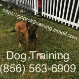 Dogs in puppy handling training and more