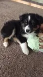 Akc fine Mini plex Aussies