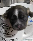 Shih Tzu Puppies