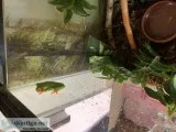 Red eye tree frog for sale with 10 gallon tank