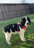 4 months old English Springer Spaniel puppy