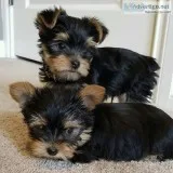 Kc yorkshire terriers puppies ready
