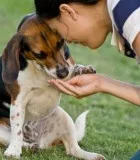 Moonshadow Pet Resort Cares for Dog Like Second Home