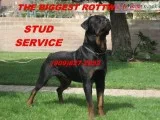 German Rottweiler Stud