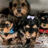 Gorgeous yorkshire terriers puppies