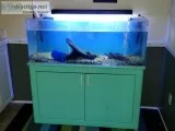 55 Gallon Fish tank