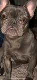 blue French bulldog