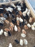 Hatching Chicks For Sale