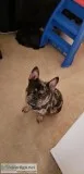 French Bulldog- Potty trained