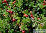 BEARBERRY PLANTS WANTED