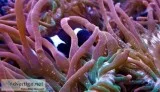 Clown fish and their nem Black and White Ocellaris pair