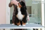 Re-home Bernese mountain puppies