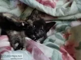 Free kittens