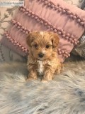Quality Red Maltipoo Puppies For Sale