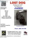 LOST DOG REWARD FOR RETURN TO US