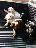 English labrador retriever Puppies
