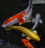 Parasite Treatments for Koi