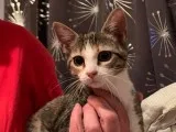 re home kitten female