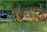 Lets go to Bandipur and Book MC Resorts Online Now