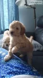 Toy Poodle Puppies