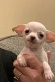 Chihuahua Puppies For Sale Can Deliver