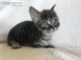 Friendly Home Raised Munchkin Kittens Ready Now.