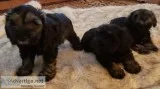 AKC Champion line Miniature SchnUzers