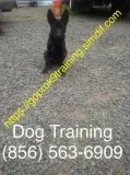 Canine program off leash