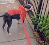 Wagdog walking services